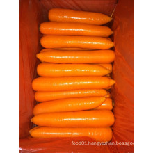 Best Quality for Exporting Fresh Carrot